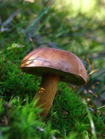 Hřib hnědý (Boletus badius)